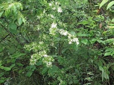 核桃(tao)樹如(ru)何(he)提(ti)高坐(zuo)果率(lv)?